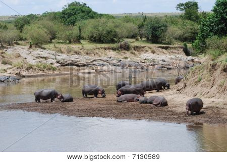 Hippo på flodstranden