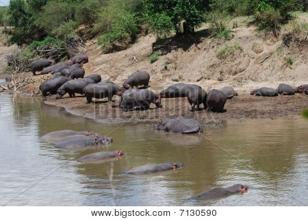 Hippo