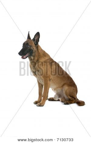 Belgie ovčáka (Malinois)
