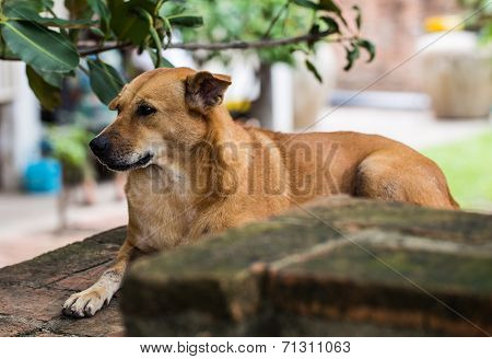 Dog Relaxing Under Tree