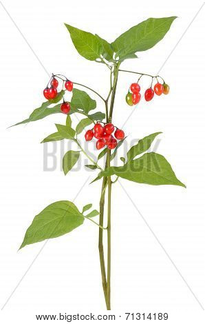 Poisonous Solanum Dulcamara Branch