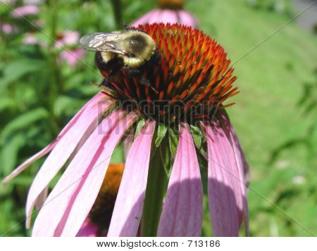bee2