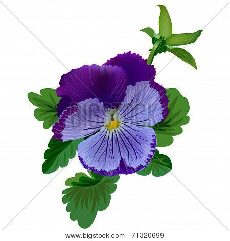 Violet pansy flower