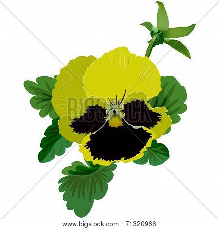 Yellow pansy flower with leaves and bud