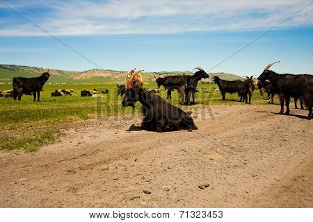 Goats on the steppes