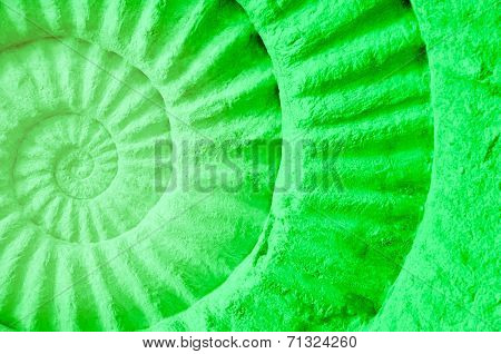 Color Of Ammonite Prehistoric Fossil.