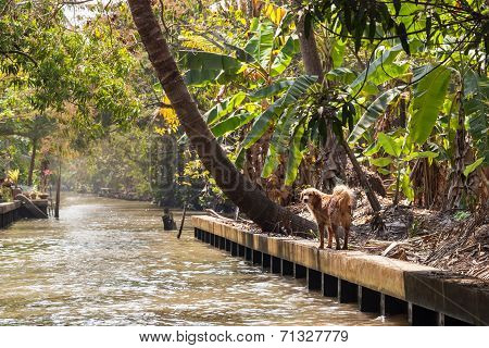 Stray Dog