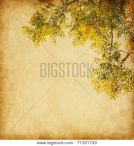 Aged paper texture with  branch of autumn leaves. Pagoda Tree 