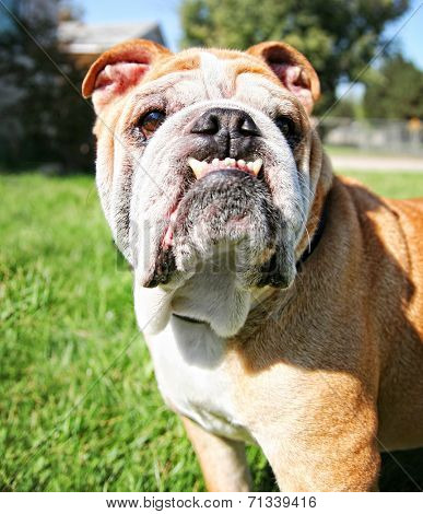 a bulldog with a huge underbite on a warm sunny day