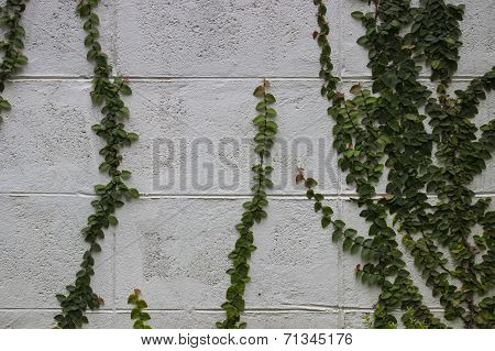 Coatbuttons Or Mexican Daisy On The Wall