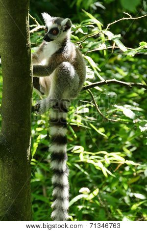 Catta With A Long Tail Sitting In A Tree