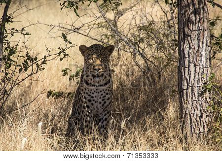 Leopard under tree