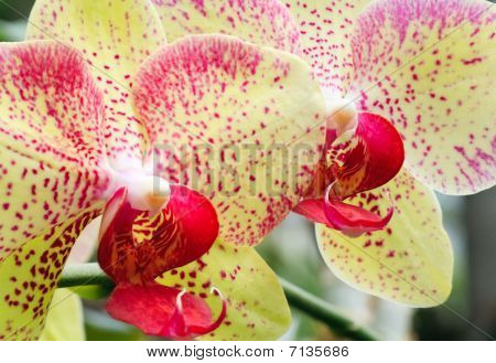 Orchidea kwiat