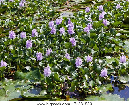 Jamaica. The blossoming hyacinths on the Black river (Eichornia crassipes)