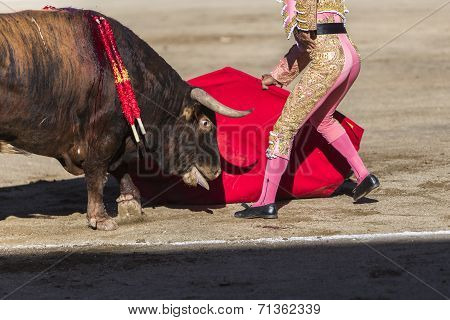 Bullfighter Bullfighting With The Crutch In The Bullring Of Baeza, Jaen Province, Andalusia, Spain