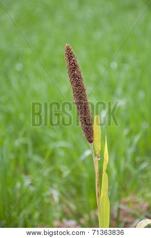 Pearl Millet