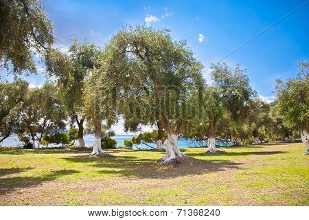 Beautiful panoramic view of olive grove at Lichnos beach near Parga village, Greece.