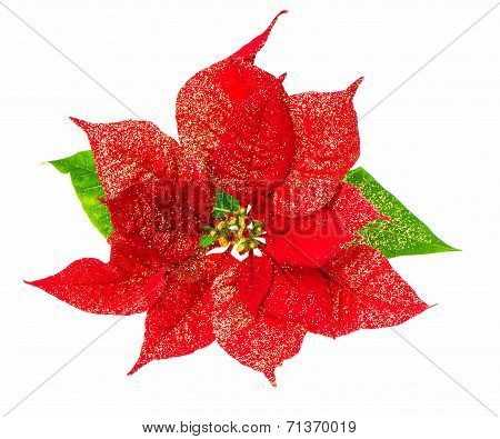 Red Poinsettia Blossom. Christmas Flower
