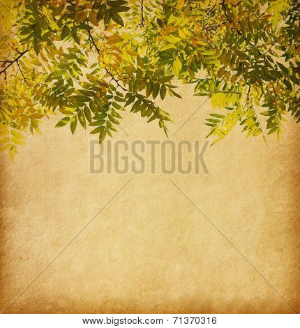 Aged paper texture with  branch of autumn leaves. Pagoda Tree 