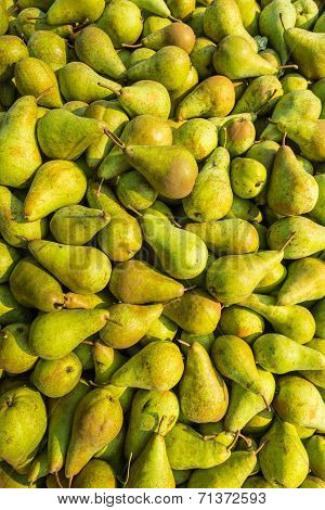 Just Picked Pears From Close