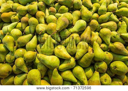 Just Picked Pears From Close