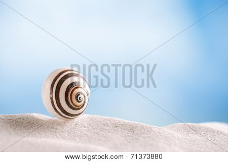 bright polymita shell on white beach sand under the sun light, shallow dof