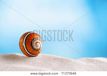 bright polymita shell on white beach sand under the sun light, shallow dof