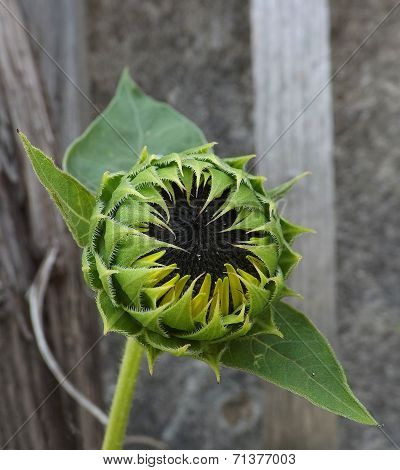 Little Sunflower