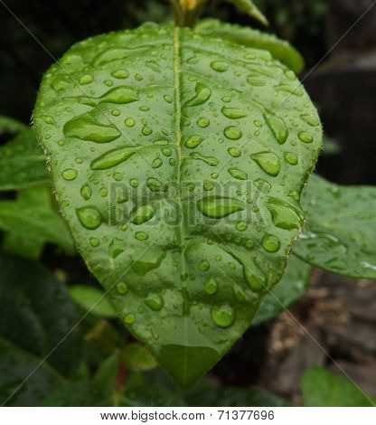 Water droplets