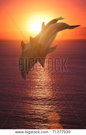 group of jumping dolphins at sunset