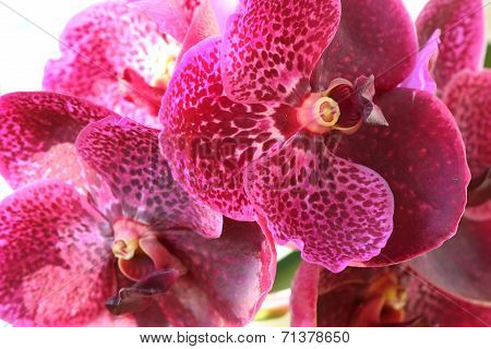 Orchid Flowers