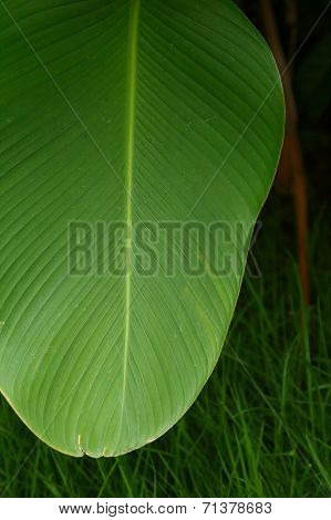 Green Leaf For Background