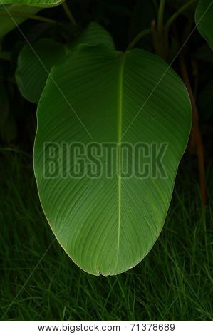 Green Leaf For Background