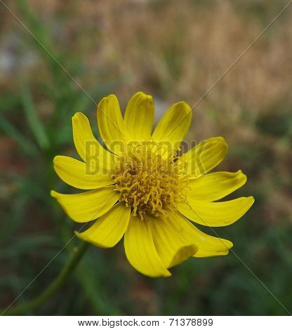 Yellow Flower