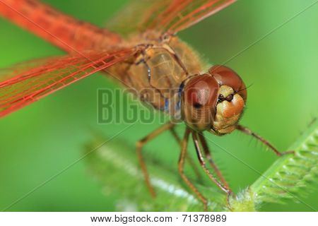Red Dragonfly Close Up