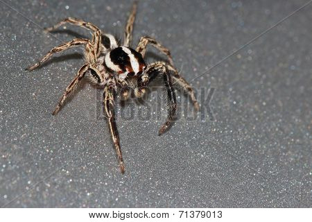 Jumping Spider