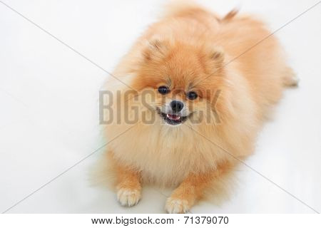 Pomeranian Dog Isolated On White Background
