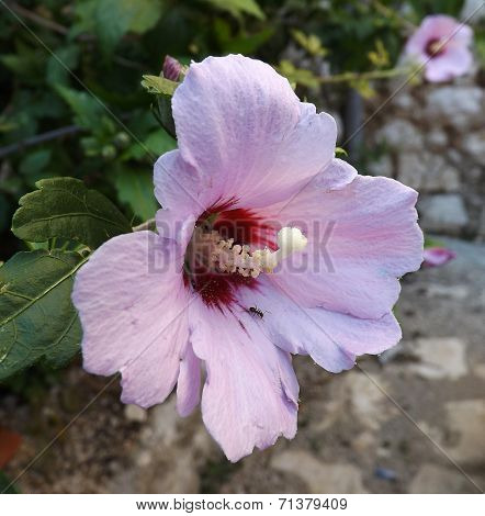 Violet flower