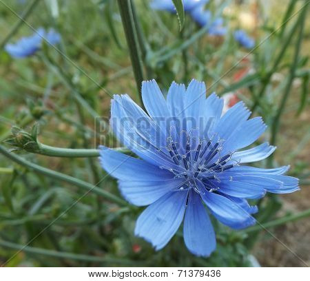 Blue flower