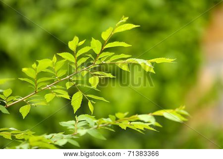Green plant, outdoors