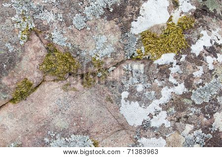 Big Rock With Algea And Moss