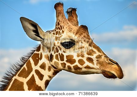 Giraffe