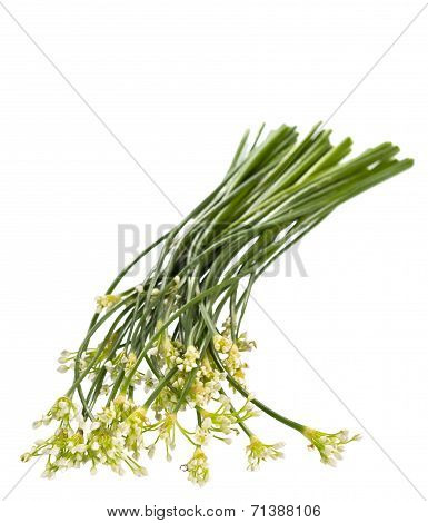 Garlic Chives