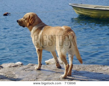 Labrador-Apportierhund Blick auf das Meer