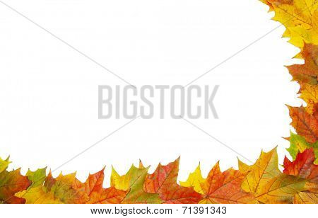 Frame with colored autumn maple leaves - white background