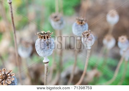 Poppy Field