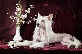 Hairless Chinese Crested Dog In Front Of Purple Background