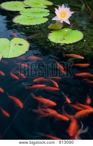 Wasser Lilly und rote Fische