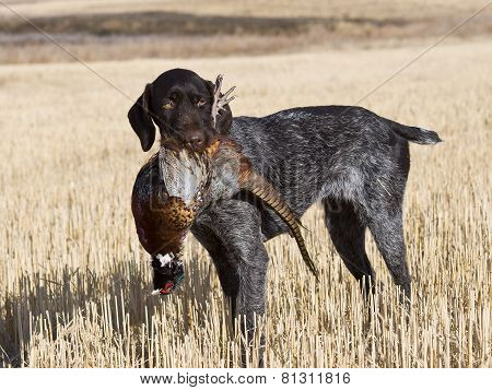Pheasant Hunting