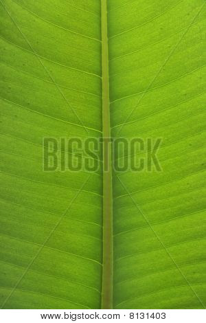 Ficus Elastica list detail